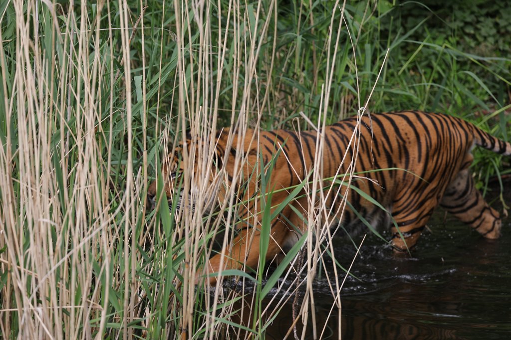 574B3477.JPG -  Sumatran tiger  ( Sumatra-Tiger )