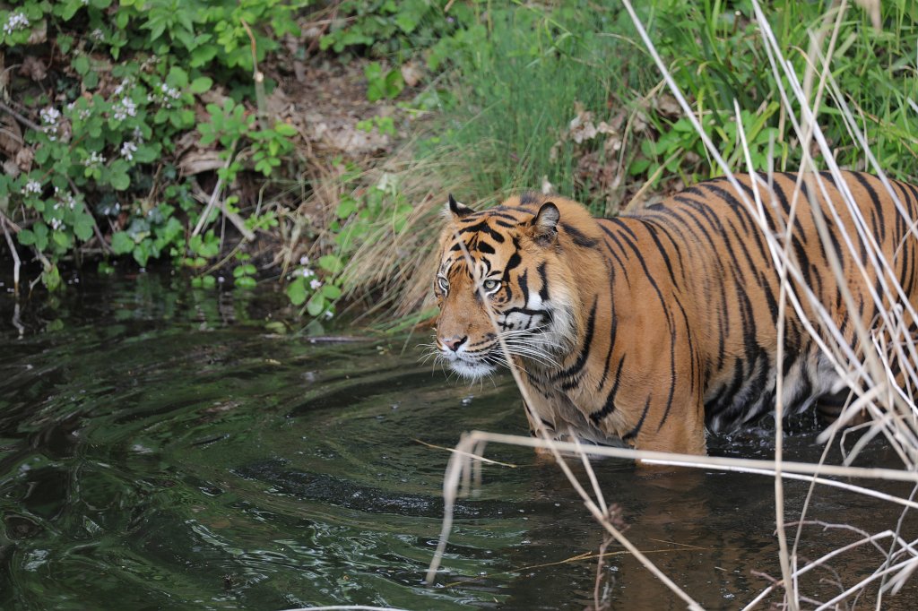 574B3484.JPG -  Sumatran tiger  ( Sumatra-Tiger )