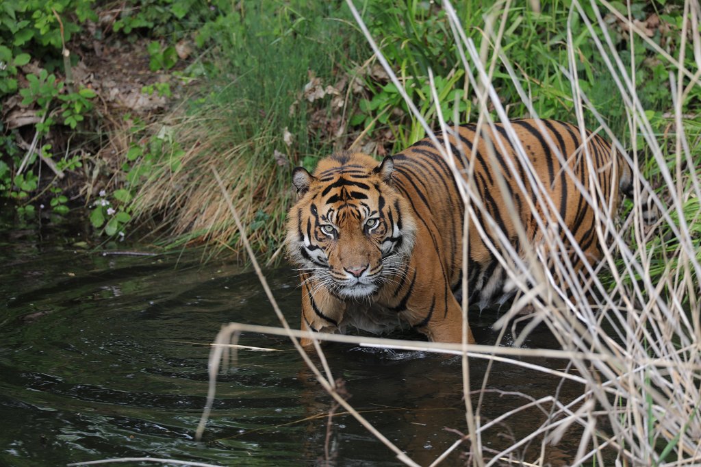 574B3485.JPG -  Sumatran tiger  ( Sumatra-Tiger )