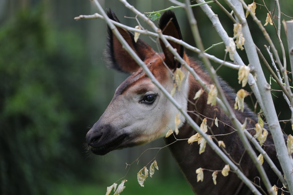574B3554.JPG -  Forest giraffe  ( Okapi )