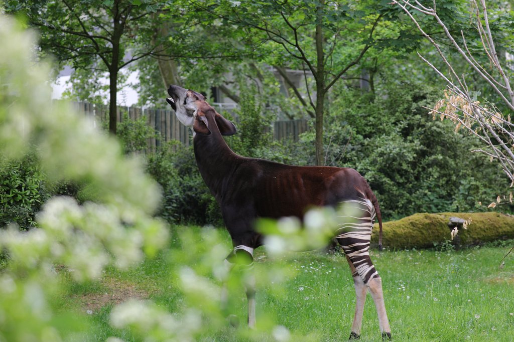 574B3575.JPG -  Forest giraffe  ( Okapi )