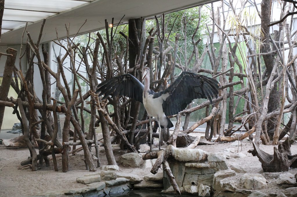 574B3759.JPG -  Marabou stork  ( Marabu )