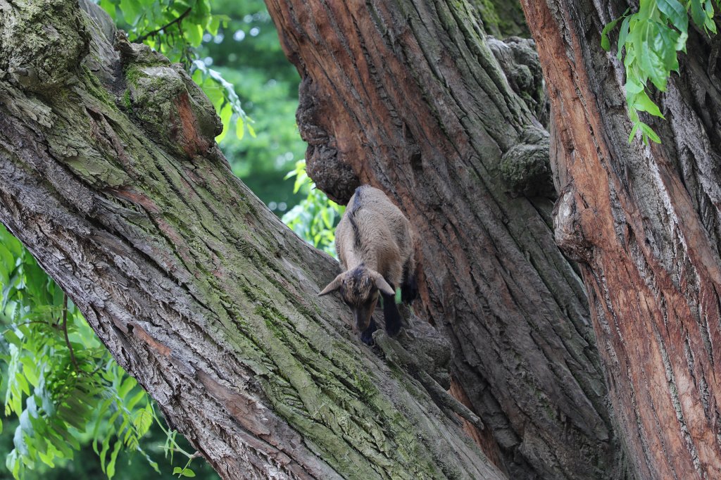 574B3903.JPG -  Pygmy goat  on tree ( Zwergziege  auf dem Baum)