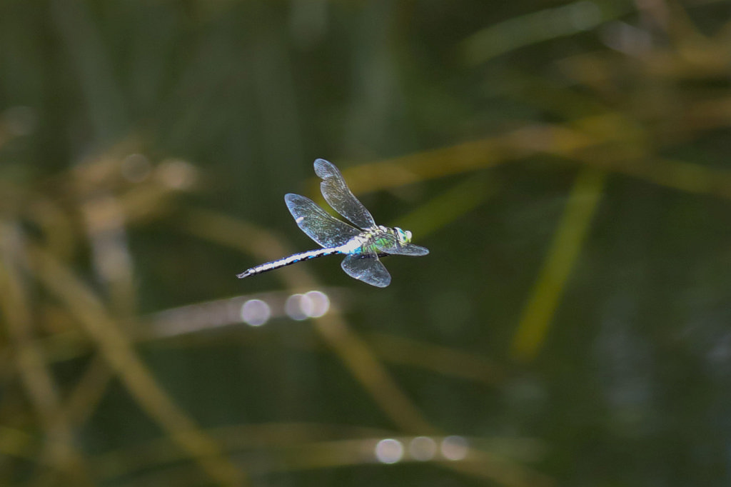 574B4483_c.jpg -  Dragonfly  ( Libelle )