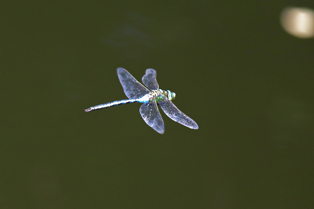 574B4486_c.jpg -  Dragonfly  ( Libelle )