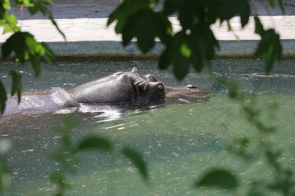 574B4515.JPG -  Hippopotamus  ( Flusspferd )