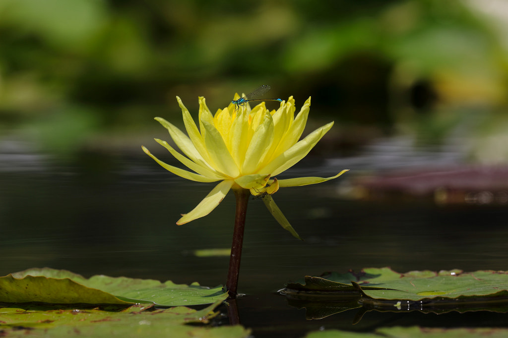 574B4712_c.jpg -  Water lily  ( Seerose )