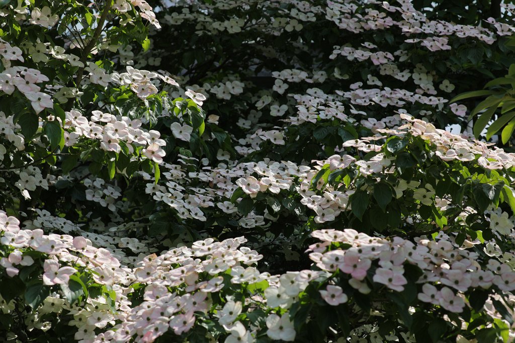 574B4749.JPG - Flowers in the  Palmengarten   Frankfurt 