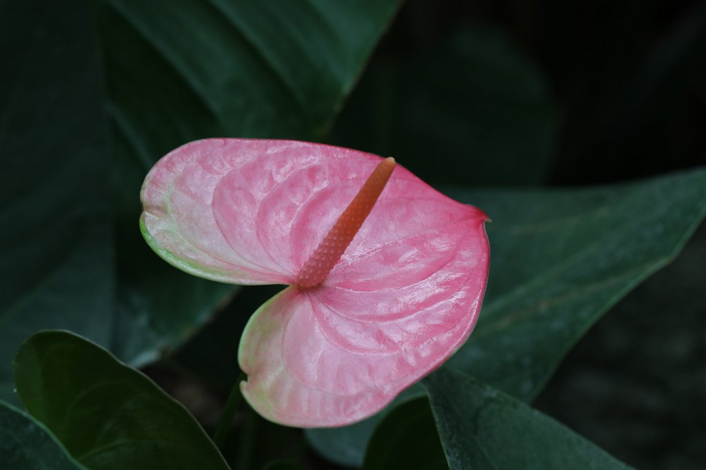 574B4884.JPG -  Flamingo flower  ( Flamingoblume )