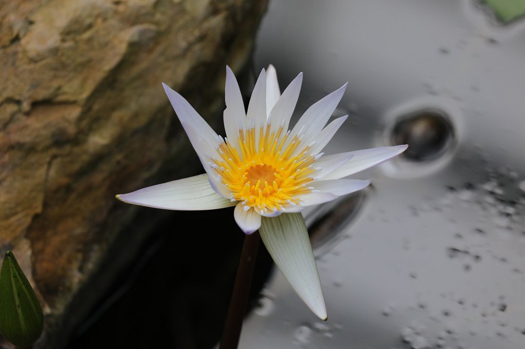 574B5000.JPG -  Water lily  ( Seerose )
