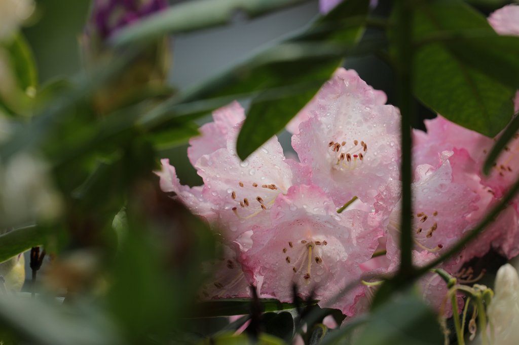 574B3918.JPG -  Rhododendron 