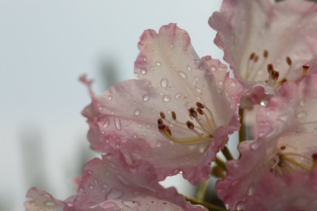 574B3925.JPG -  Rhododendron 