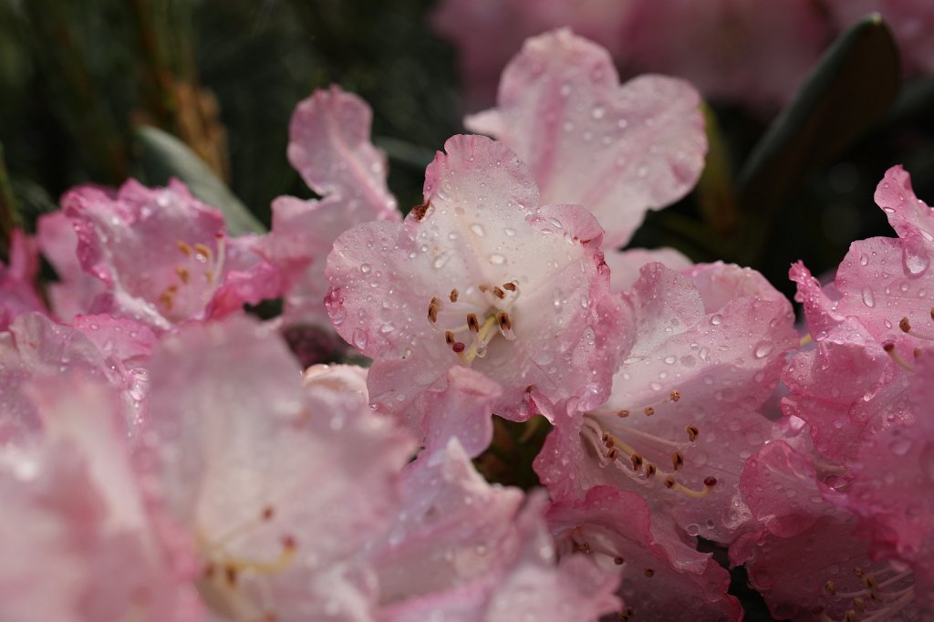 574B3926.JPG -  Rhododendron 