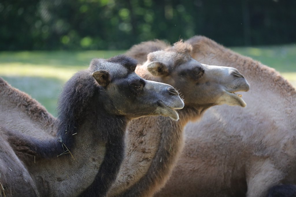 574B5843.JPG -  Bactrian camel  ( Trampeltier ) in the  Tierpark Hellabrunn  in  Munich 