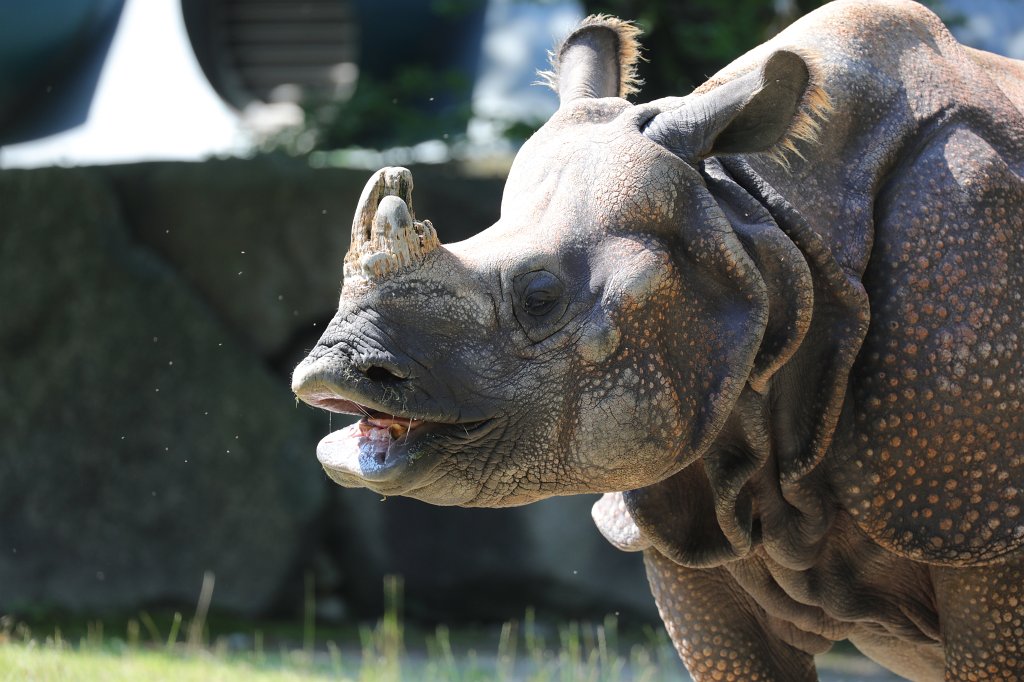 574B5868.JPG -  Indian rhinoceros  ( Panzernashorn ) in the  Tierpark Hellabrunn  in  Munich 