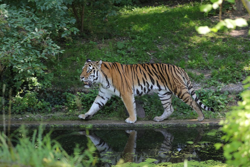 574B5872.JPG -  Siberian tiger  ( Sibirischer Tiger ) in the  Tierpark Hellabrunn  in  Munich 