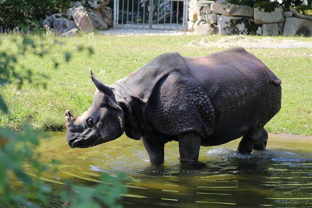 574B5894.JPG -  Indian rhinoceros  ( Panzernashorn ) in the  Tierpark Hellabrunn  in  Munich 