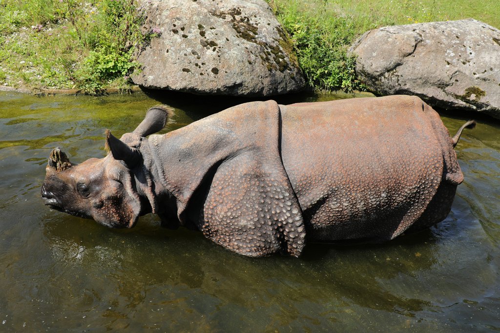 574B5902.JPG -  Indian rhinoceros  ( Panzernashorn ) in the  Tierpark Hellabrunn  in  Munich 