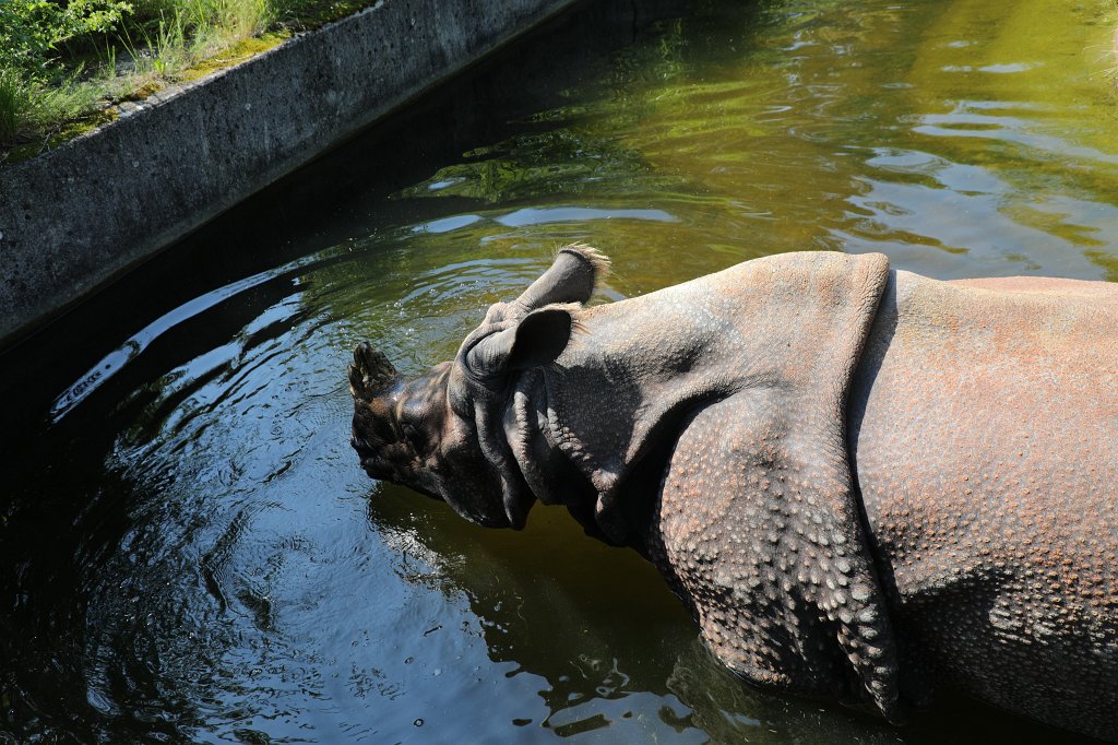 574B5908.JPG -  Indian rhinoceros  ( Panzernashorn ) in the  Tierpark Hellabrunn  in  Munich 