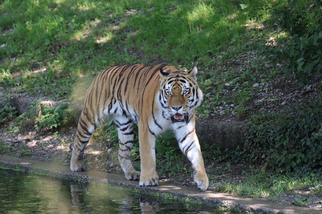 574B5924.JPG -  Siberian tiger  ( Sibirischer Tiger ) in the  Tierpark Hellabrunn  in  Munich 