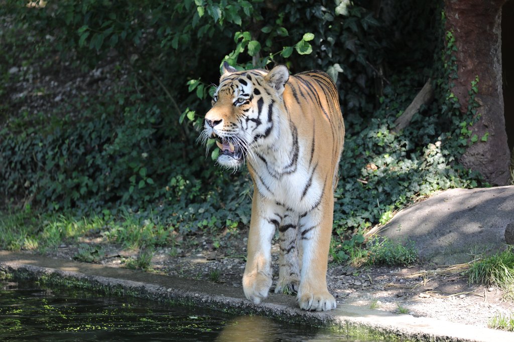 574B5926.JPG -  Siberian tiger  ( Sibirischer Tiger ) in the  Tierpark Hellabrunn  in  Munich 