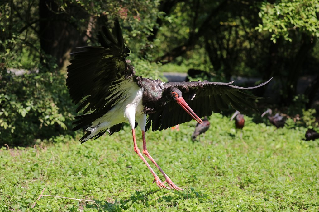 574B5967.JPG -  Black stork  ( Schwarzstorch ) in the  Tierpark Hellabrunn  in  Munich 