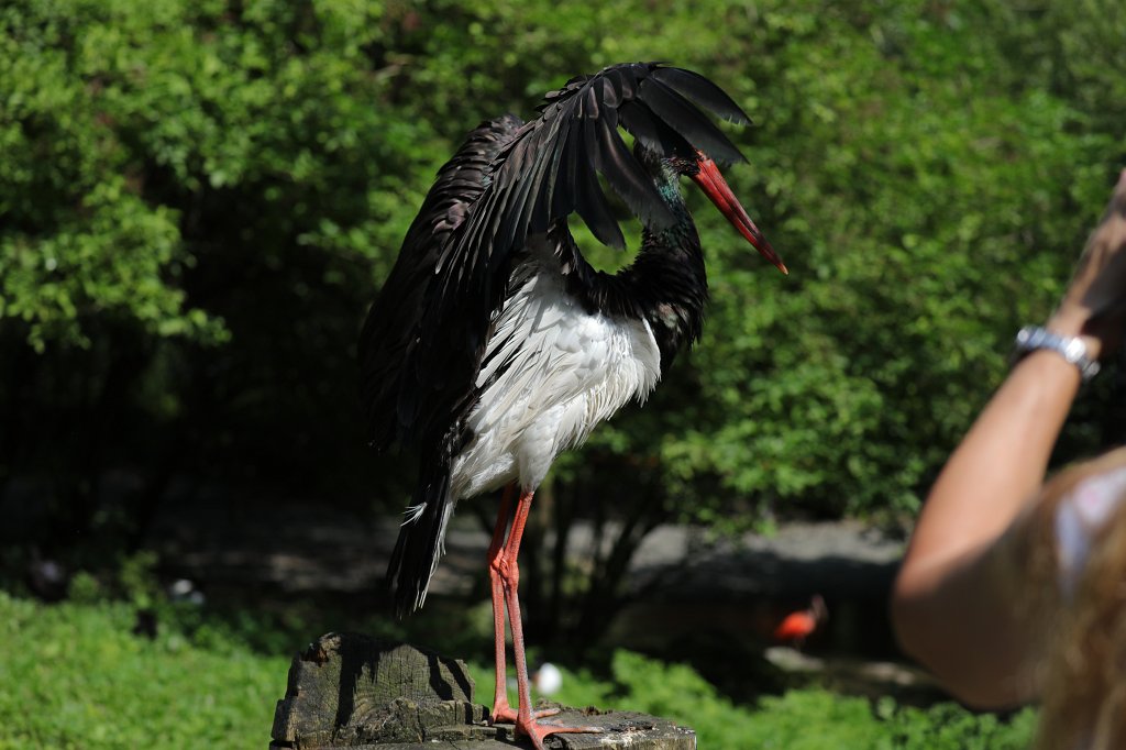 574B5971.JPG -  Black stork  ( Schwarzstorch ) in the  Tierpark Hellabrunn  in  Munich 