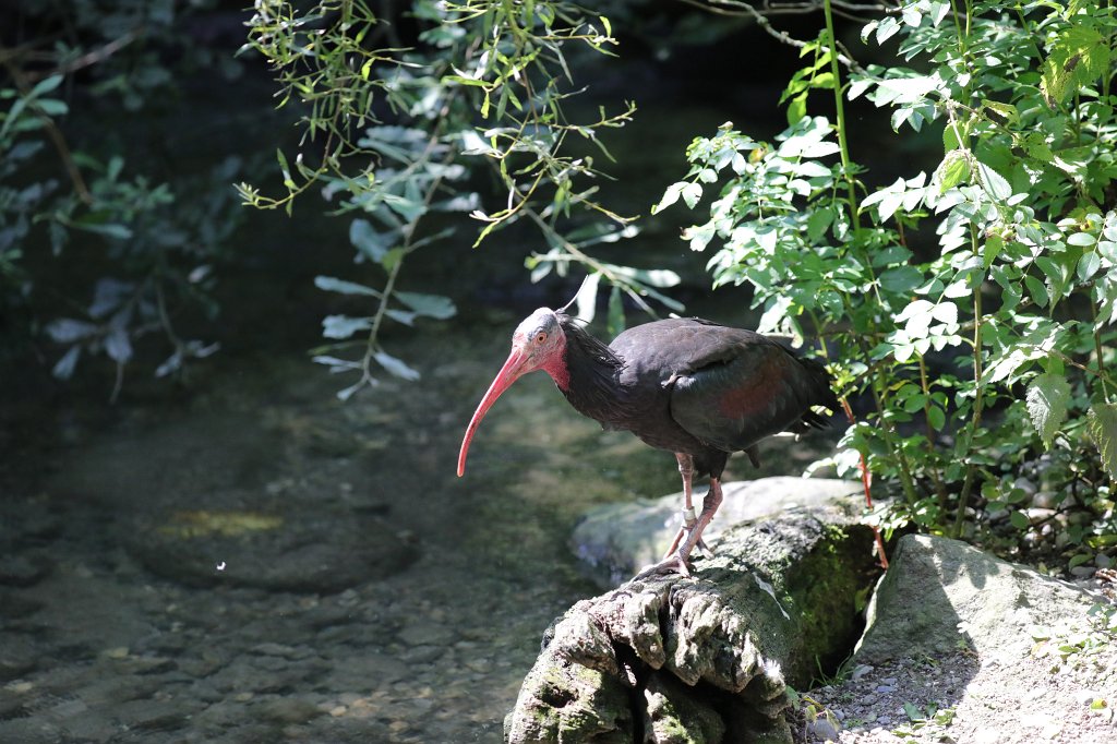 574B5981.JPG -  Northern bald ibis  ( Waldrapp ) in the  Tierpark Hellabrunn  in  Munich 