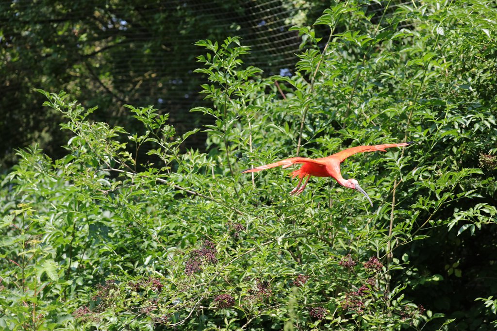 574B5987.JPG -  Scarlet ibis  ( Scharlachsichler ) in the  Tierpark Hellabrunn  in  Munich 