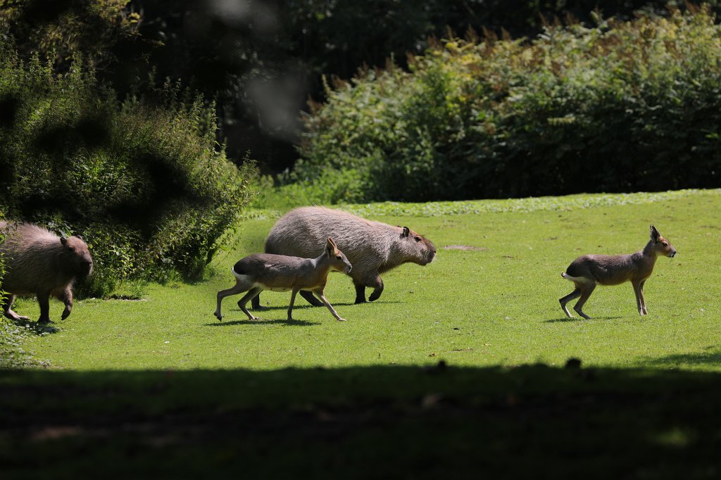 574B5995.JPG -  Patagonian mara  ( Großer Pampashase ) and  Capybara  ( Wasserschwein ) in the  Tierpark Hellabrunn  in  Munich 