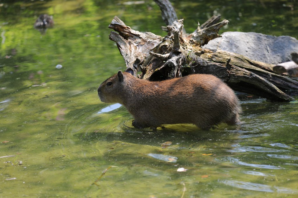 574B6010.JPG -  Capybara  ( Wasserschwein ) in the  Tierpark Hellabrunn  in  Munich 