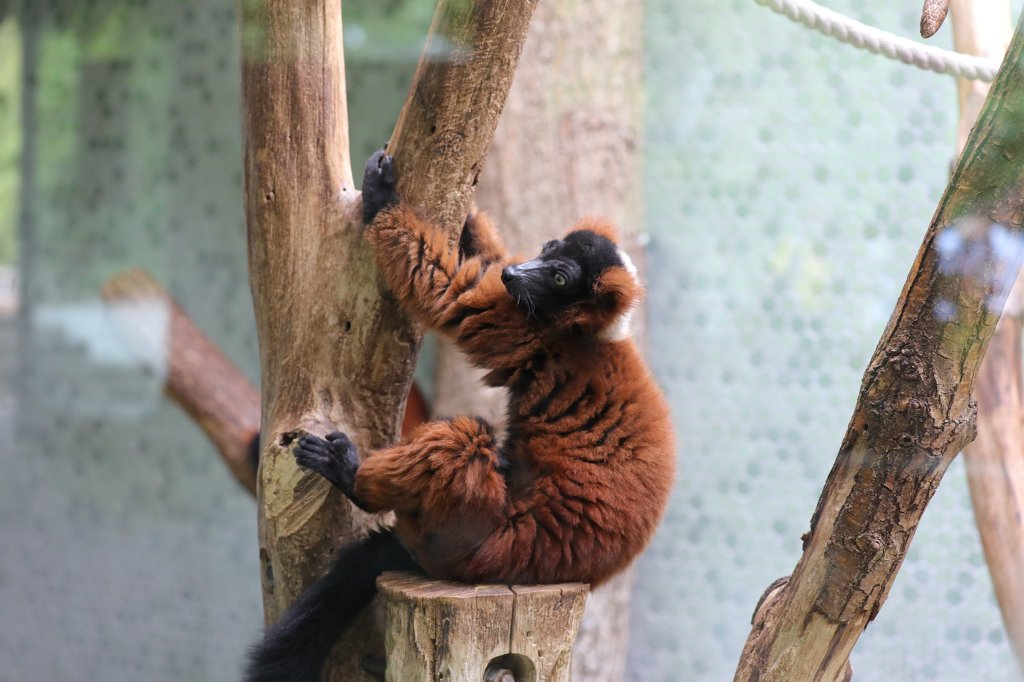 574B6073.JPG -  Red ruffed lemur  ( Roter Vari ) in the  Tierpark Hellabrunn  in  Munich 