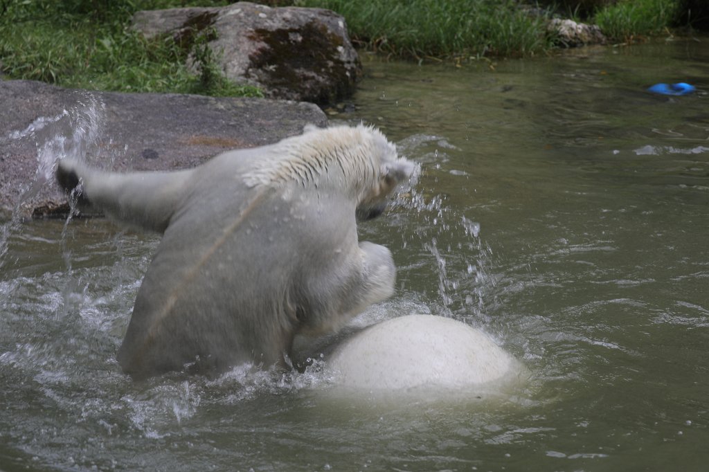 574B6130.JPG -  Polar bear  ( Eisbär ) in the  Tierpark Hellabrunn  in  Munich 