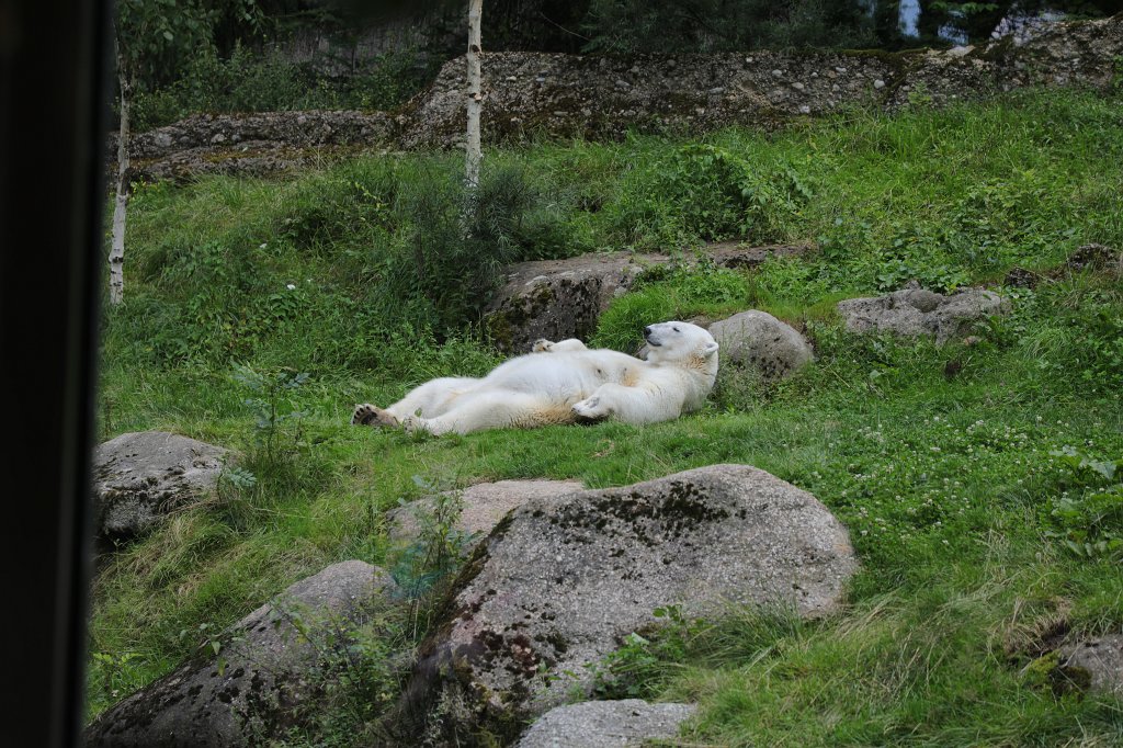 574B6156.JPG -  Polar bear  ( Eisbär ) in the  Tierpark Hellabrunn  in  Munich 