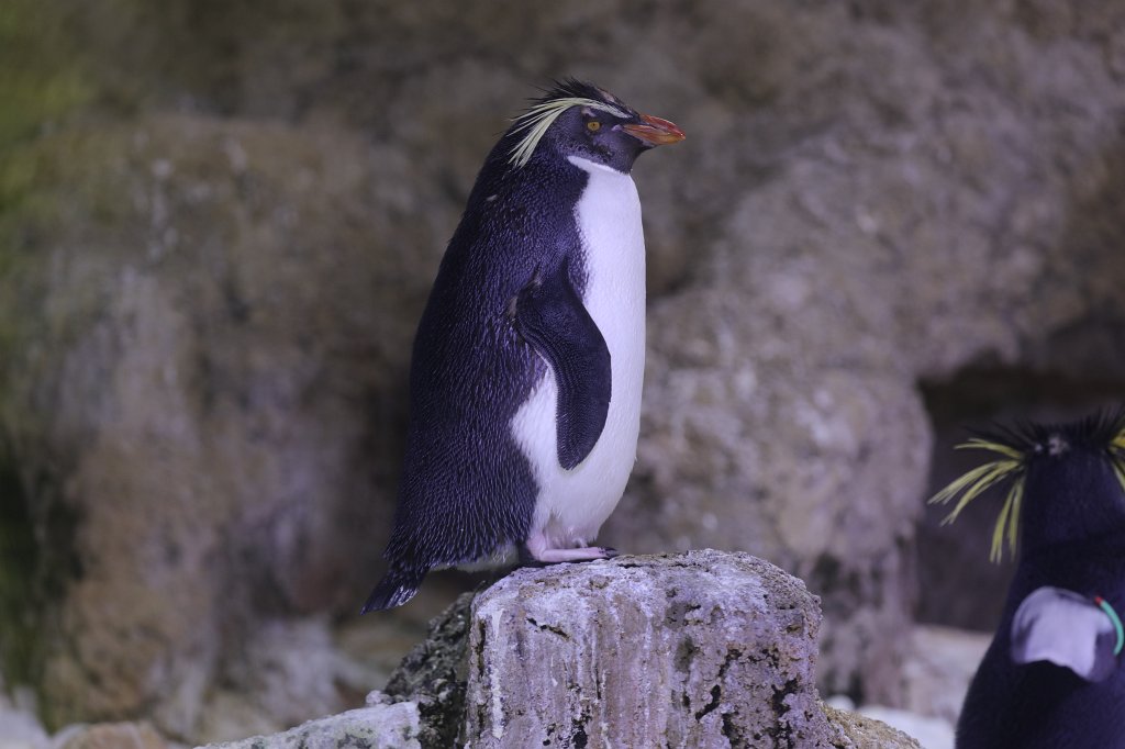 574B6177.JPG -  Southern rockhopper penguin  ( Felsenpinguin ) in the  Tierpark Hellabrunn  in  Munich 