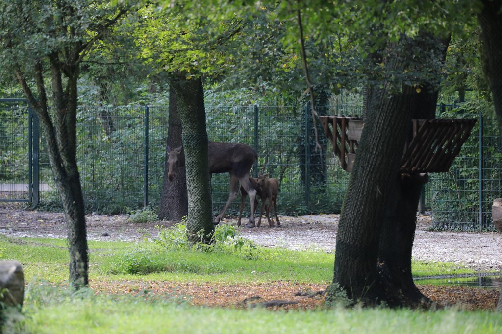 574B6237.JPG -  Moose  ( Elch ) in the  Tierpark Hellabrunn  in  Munich 