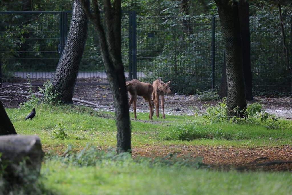 574B6242.JPG -  Moose  ( Elch ) in the  Tierpark Hellabrunn  in  Munich 