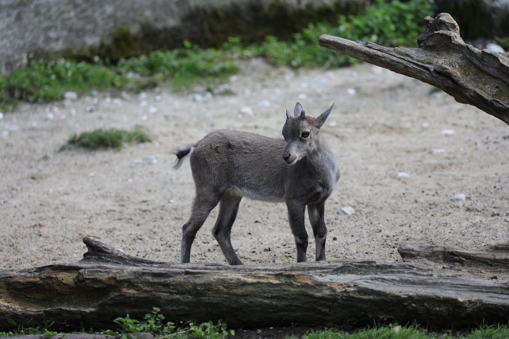 574B6246.JPG - Goat (Ziege) in the  Tierpark Hellabrunn  in  Munich 
