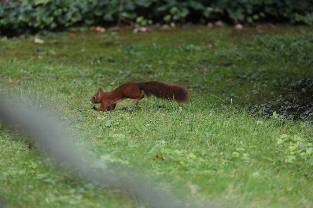 574B7542.JPG -  Red squirrel  ( Eichhörnchen )