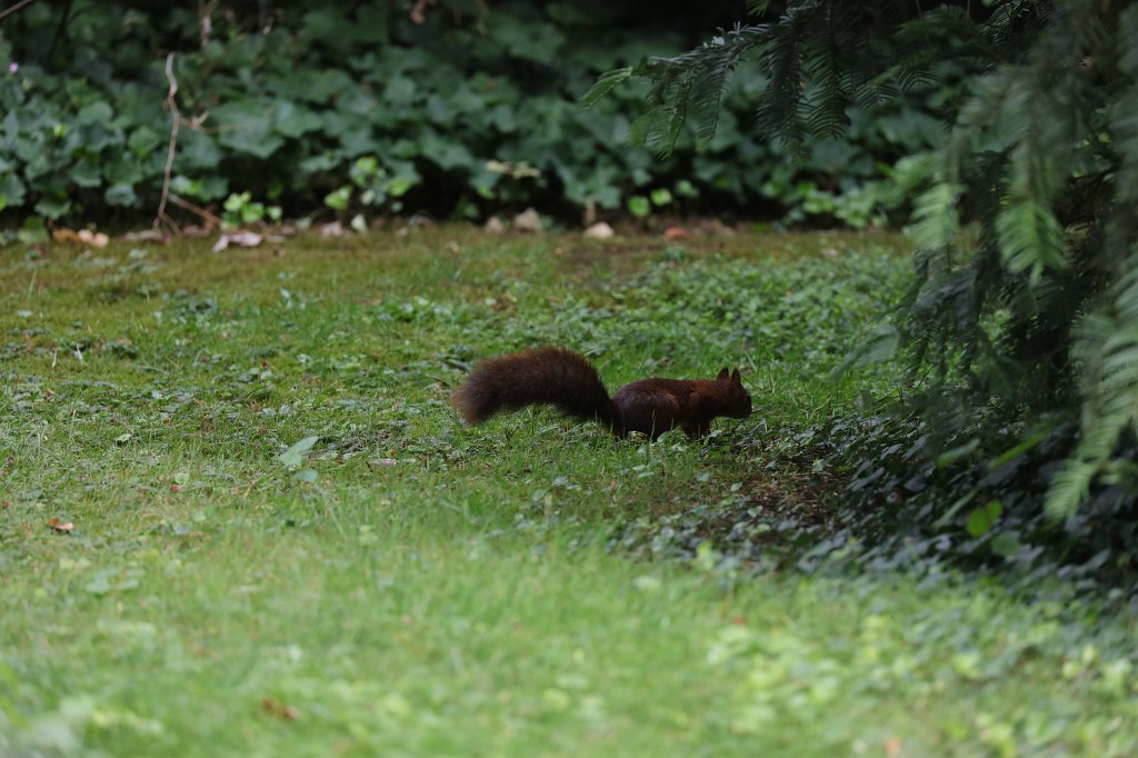 574B7544.JPG -  Red squirrel  ( Eichhörnchen )