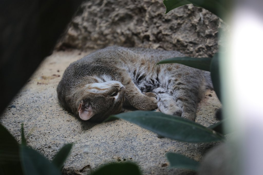 574B7726.JPG - Sleeping  rusty-spotted cat  (Schlafende  Rostkatze )