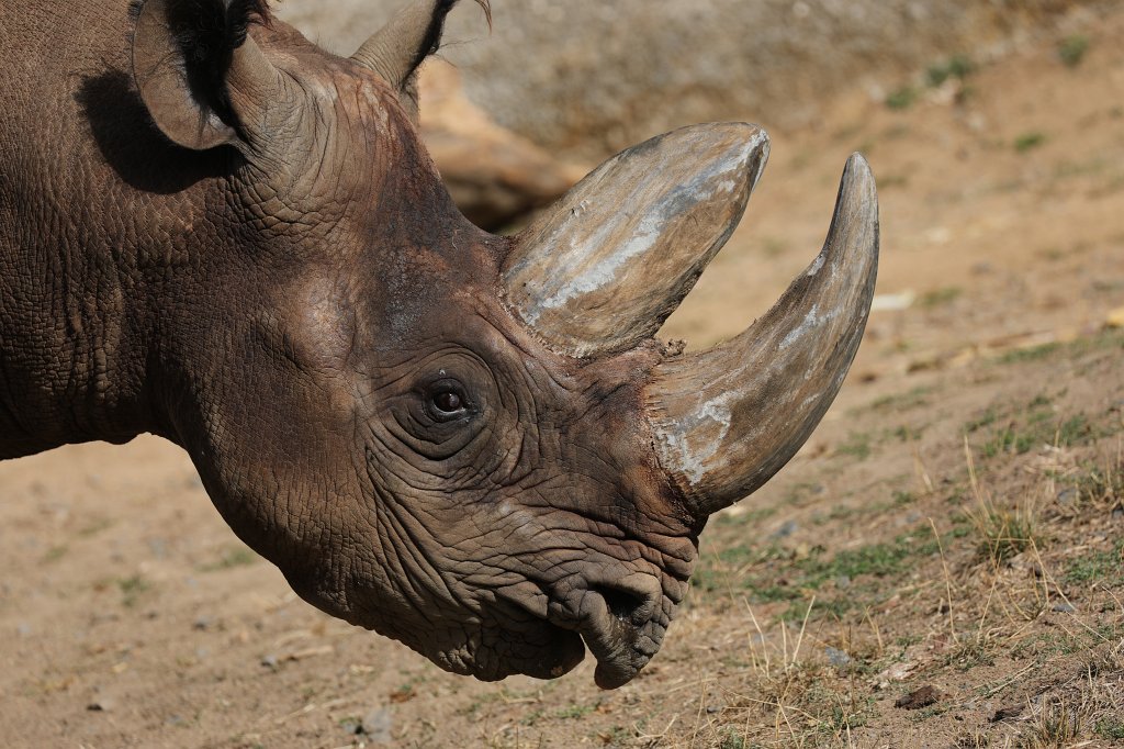 574B7772.JPG -  Black rhinoceros  ( Spitzmaulnashorn )