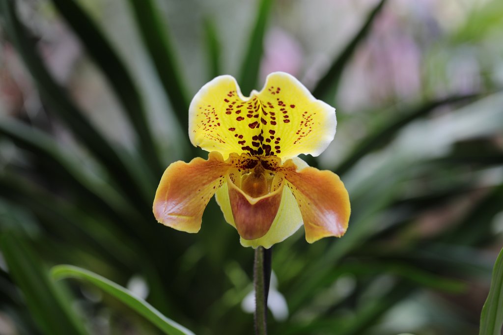574B8743.JPG -  Lady's slipper orchid  in the  Palmengarten Frankfurt  ( Frauenschuh Orchidee  im  Palmengarten Frankfurt )