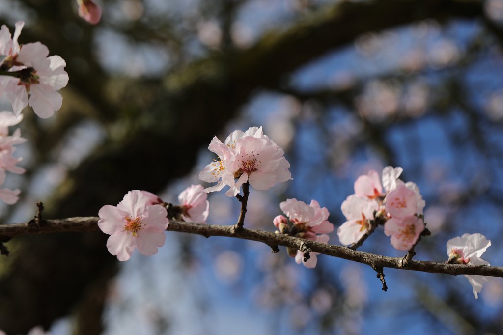 574B8756.JPG -  Almond  blossom ( Mandelblüte )