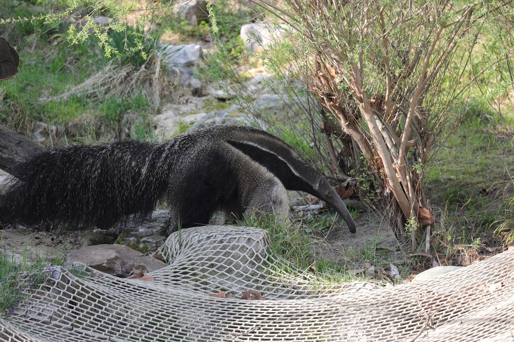 574B8856.JPG -  Giant anteater  ( Großer Ameisenbär )