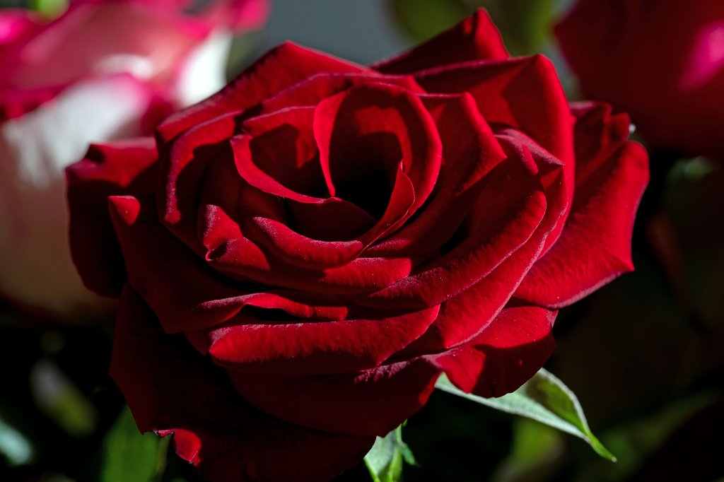 574B8590_c.jpg -  Rose  ( Rose )