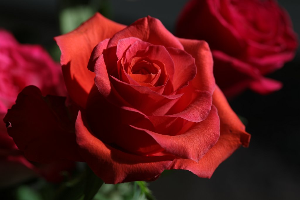 574B8592.JPG -  Rose  ( Rose )