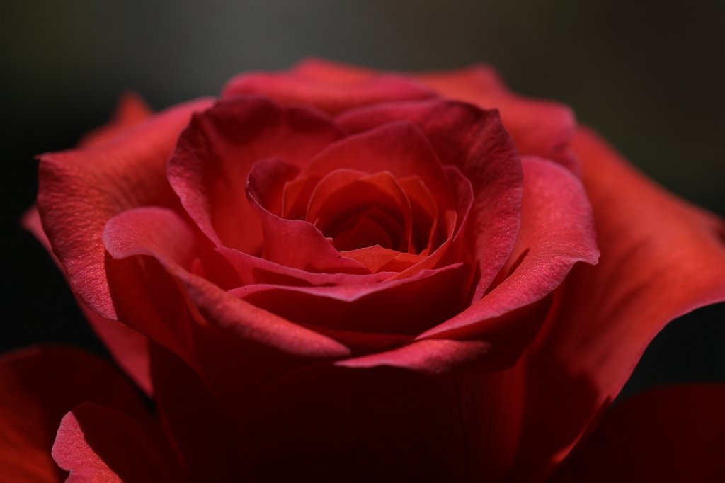574B8613.JPG -  Rose  ( Rose )