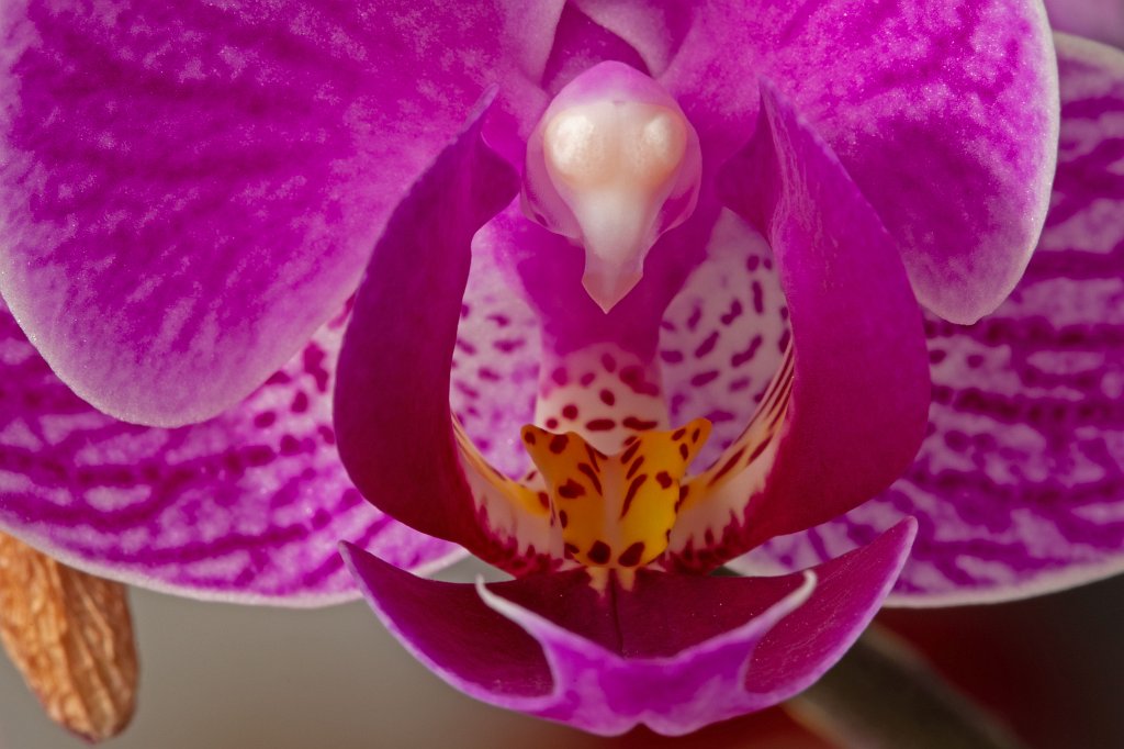 574B9050_c.jpg -  Orchid  ( Orchidee )