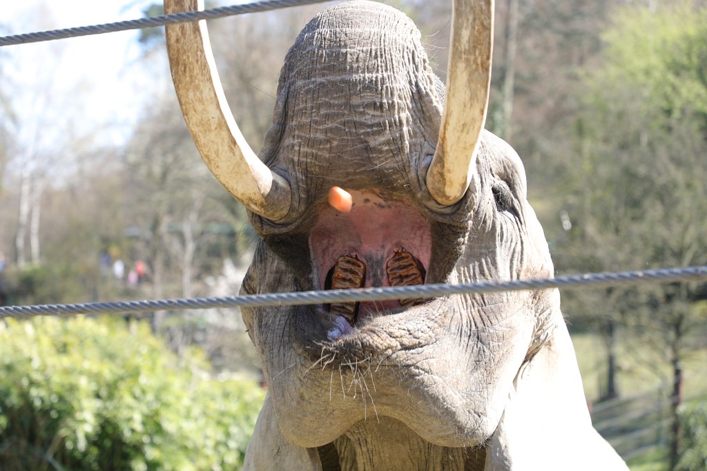 574B9160.JPG -  African bush elephant  ( Afrikanischer Elefant )
